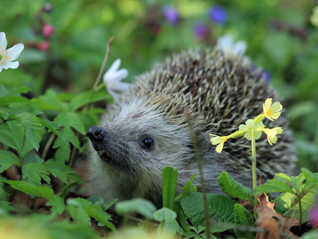 Tierfreundlicher Garten: Eine Flora- und Fauna-Freude